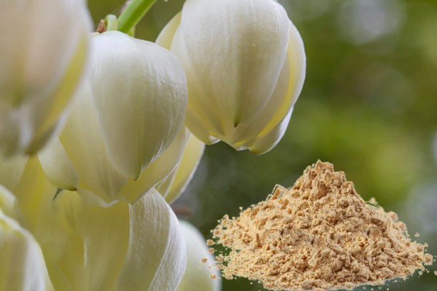 How to Make Yucca Extract?